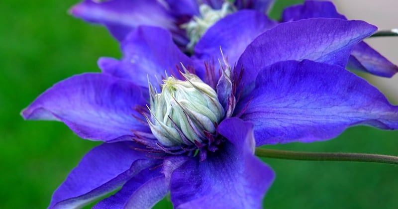 Immergrüne Kletterpflanze: Die 7 besten Arten fürs ganze Jahr