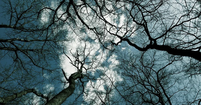 Der Baum als Symbol des Lebens in der Wissenschaft