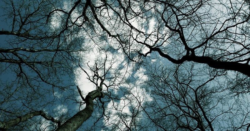 Der Baum als Symbol des Lebens: Bedeutung und Kraft in Kulturen