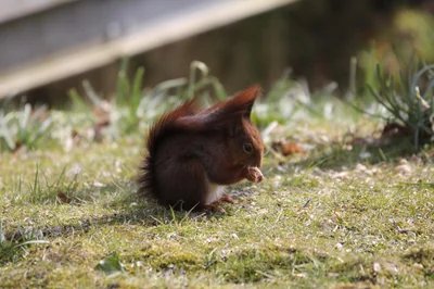 Umwelt News Deutschland 2026: Nachhaltigkeits-Trends im Naturschutz