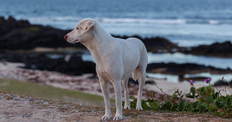 Urlaub mit Hund in Kroatien: Die 10 besten Strände und Tipps